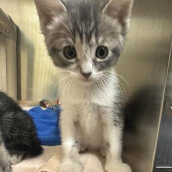 Eo -  Domestic Short Hair Cat for Adoption in Walnut Creek, California - Eo | PetCurious