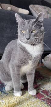 Rescue Domestic Short Hair Cats for Adoption in Greenville, South Carolina - Joe - AH | PetCurious