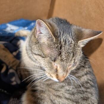 Domestic Short Hair Cats Available for Adoption in Tampa, Florida - Winky | PetCurious