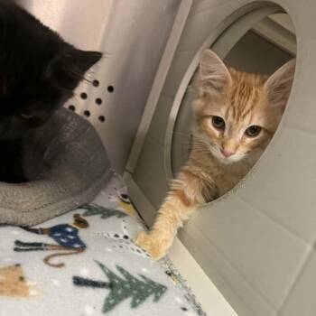 Domestic Short Hair Cats Available for Adoption - Cheese | PetCurious