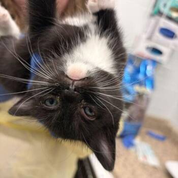 Domestic Short Hair Cats Available for Adoption in Marshall, Virginia - Yoda | PetCurious