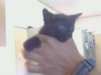 BO -  Domestic Short Hair Cat for Adoption in Sacramento, California - BO | PetCurious