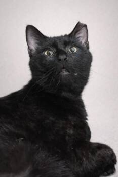 Domestic Short Hair Cats Available for Adoption in Wilmington Island, Georgia - Spur | PetCurious