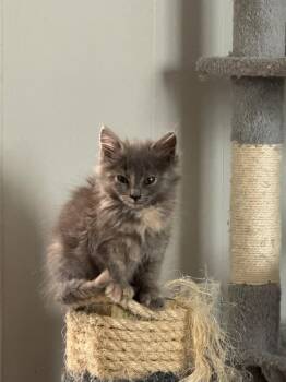 Wisp -  Domestic Long Hair Cat for Adoption in Johnson City, Tennessee - Wisp | PetCurious