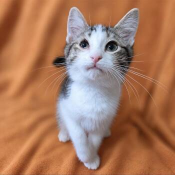 Domestic Short Hair Cats Available for Adoption in Quincy, Ohio - Rick Grimes | PetCurious