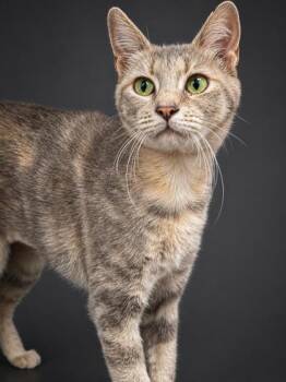 Cora -  Domestic Short Hair Cat for Adoption in Bowling Green, Kentucky - Cora | PetCurious