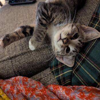 Tangerine & Pomelo -  Domestic Short Hair Cat for Adoption in Philadelphia, Pennsylvania - Tangerine & Pomelo | PetCurious