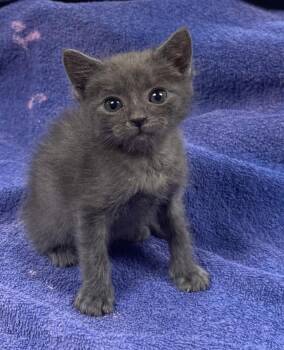 Russian Blue and Domestic Short Hair Cats Available for Adoption in Buford, Georgia - Prince Ali Ababwa | PetCurious