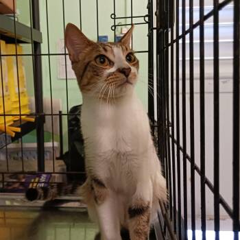 Rescue Domestic Short Hair Cats for Adoption in San Juan, San Juan - Kohlrabi | PetCurious