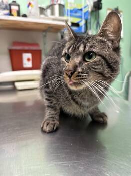 CODY -  Domestic Short Hair Cat for Adoption in Killeen, Texas - CODY | PetCurious