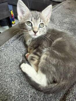 Mist -  Domestic Short Hair Cat for Adoption in Sunrise, Florida - Mist | PetCurious