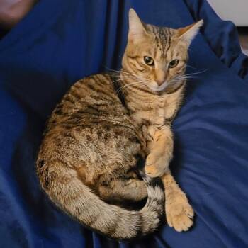 Clementine -  Domestic Short Hair and Bengal Cat for Adoption in Pittsburgh, Pennsylvania - Clementine | PetCurious