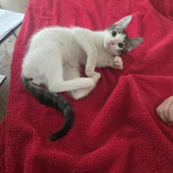 Obie-Wan-Kenobi -  Domestic Short Hair Cat for Adoption in Sedalia, Missouri - Obie-Wan-Kenobi | PetCurious
