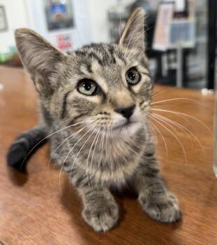 June -  Domestic Short Hair Cat for Adoption in Webster City, Iowa - June | PetCurious
