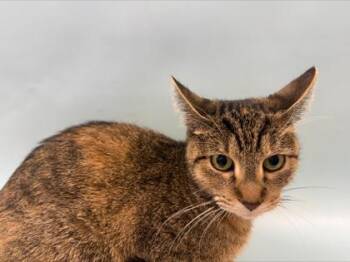 Ashes -  Domestic Short Hair Cat for Adoption in Woodbury, Minnesota - Ashes | PetCurious