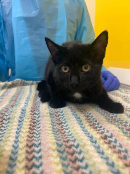 Bonita -  Domestic Short Hair Cat for Adoption in Raleigh, North Carolina - Bonita | PetCurious