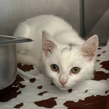 Ada Wong -  Domestic Short Hair Cat for Adoption in Troy, Virginia - Ada Wong | PetCurious