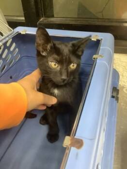 Rescue Domestic Short Hair Cats for Adoption in Fort Worth, Texas - Benny | PetCurious