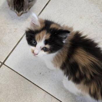 Sunshine -  Domestic Long Hair Cat for Adoption in Prineville, Oregon - Sunshine | PetCurious