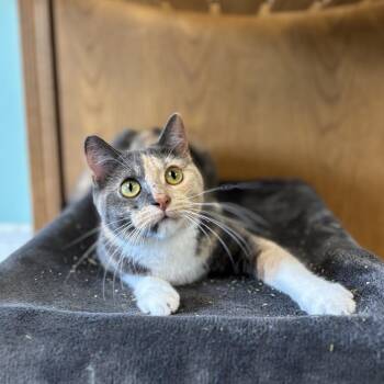 Dolce -  Domestic Short Hair Cat for Adoption in Fargo, North Dakota - Dolce | PetCurious