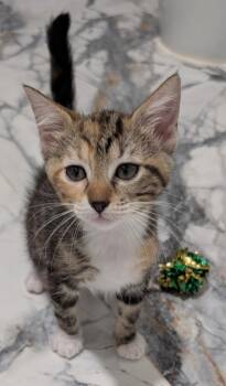 Pixie -  Domestic Medium Hair Cat for Adoption in Pompano Beach, Florida - Pixie | PetCurious
