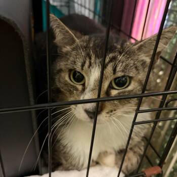 Domestic Short Hair Cats Available for Adoption in Lake Jackson, Texas - Cracken | PetCurious