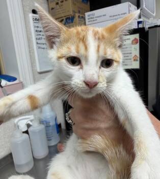Goldfinch -  Domestic Short Hair Cat for Adoption in Pomona, New York - Goldfinch | PetCurious