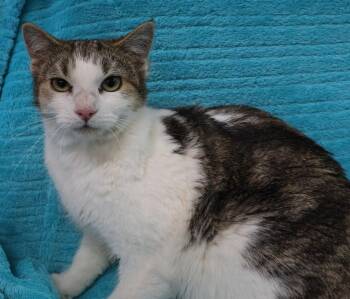 Manx Cats Available for Adoption in Saint Paul, Minnesota - Elva | PetCurious