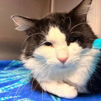 Aaron Carter -  Domestic Medium Hair Cat for Adoption - Aaron Carter | PetCurious