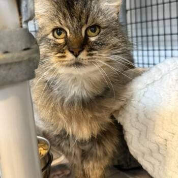 Domestic Long Hair Cats Available for Adoption in Millerstown, Pennsylvania - Miss FANCY Pants | PetCurious