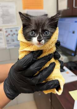 Pablo Picatso -  Domestic Medium Hair Cat for Adoption in Nashville, Tennessee - Pablo Picatso | PetCurious