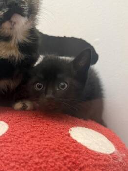 Theodore -  Domestic Short Hair Cat Available for Adoption in King William, Virginia - Theodore | PetCurious