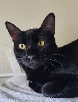 Rescue Domestic Short Hair Cats for Adoption in Conroe, Texas - Dash (Stephanie‘s Litter) | PetCurious