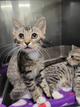Rescue Tabby Cats for Adoption in Cuyahoga Falls, Ohio - Kitten Soda | PetCurious
