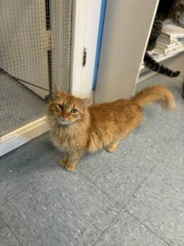 Pumpkin -  Domestic Long Hair Cat for Adoption in Robinson, Illinois - Pumpkin | PetCurious