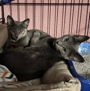 Rescue Domestic Short Hair Cats for Adoption in Buffalo, New York - Hamlet & Helena | PetCurious