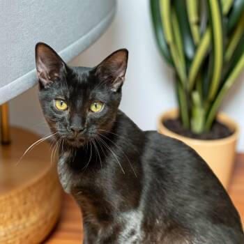 Rescue Domestic Short Hair Cats for Adoption in Mastic, New York - Delaware | PetCurious