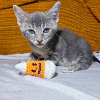 Rescue Domestic Short Hair Cats for Adoption in San Diego, California - Miner Fourty-Niner | PetCurious