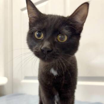 Esme -  Domestic Short Hair Cat for Adoption in Medford, Oregon - Esme | PetCurious
