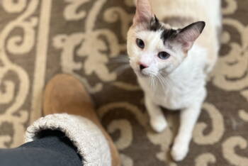 Rescue Siamese Cats for Adoption in Aurora, Colorado - Zut (Grand Junction) | PetCurious