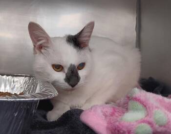 Domestic Short Hair Cats Available for Adoption - OreSeur | PetCurious