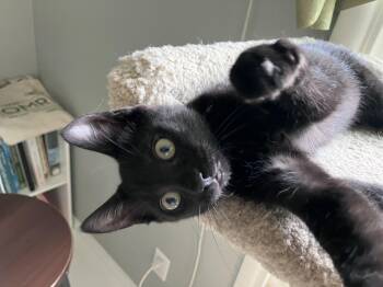 Apollo -  Domestic Short Hair Cat for Adoption in Springfield, Oregon - Apollo | PetCurious