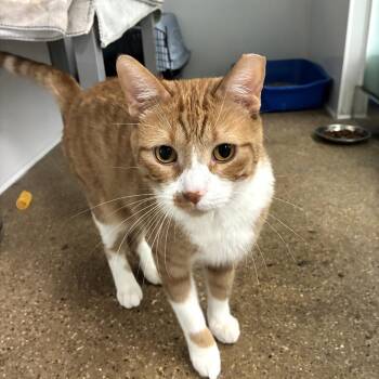 Lionel -  Domestic Short Hair Cat for Adoption in Skokie, Illinois - Lionel | PetCurious