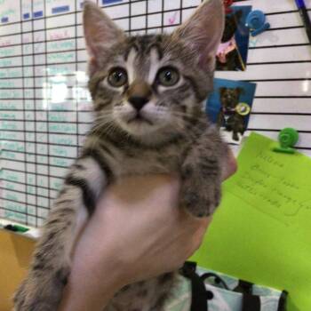 Domestic Short Hair Cats Available for Adoption in New Orleans, Louisiana - Peppy | PetCurious