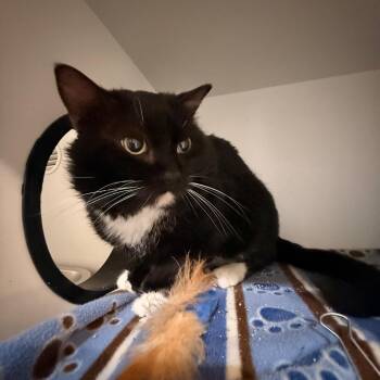 Domestic Short Hair Cats Available for Adoption - Dior | PetCurious