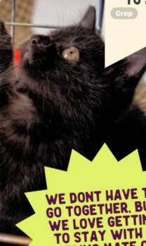 Rescue Domestic Short Hair Cats for Adoption in Salisbury, North Carolina - Doodles | PetCurious