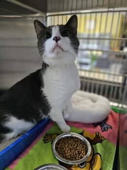 Manx Cats Available for Adoption in Rockwall, Texas - Goose | PetCurious