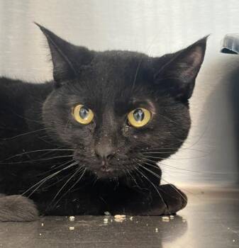 Domestic Short Hair Cats Available for Adoption - Neko | PetCurious