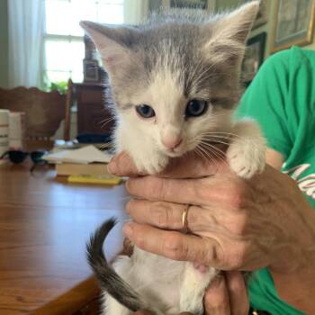Jelly Shumway -  Domestic Short Hair Cat for Adoption in Woodstock, Virginia - Jelly Shumway | PetCurious