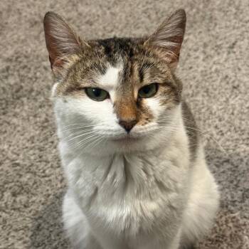 Katherine -  Domestic Short Hair Cat for Adoption in Philadelphia, Pennsylvania - Katherine | PetCurious